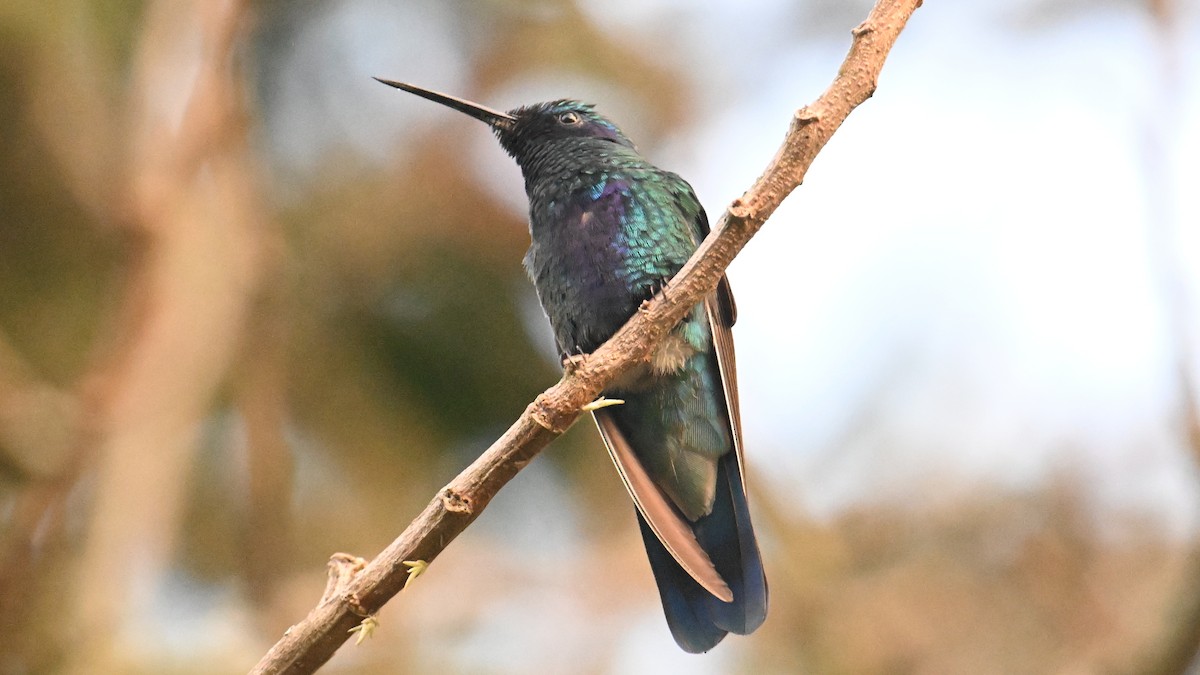 Колібрі синьочеревий - ML645957236