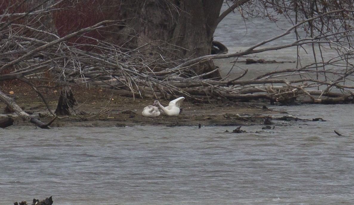 Tundra Swan - ML645957242