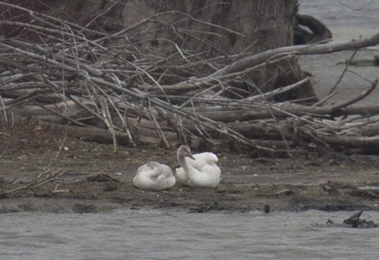 Tundra Swan - ML645957243