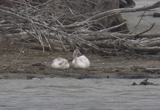 Tundra Swan - ML645957244