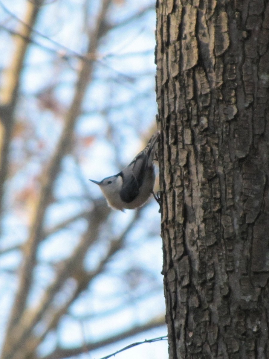 White-breasted Nuthatch - ML645957247