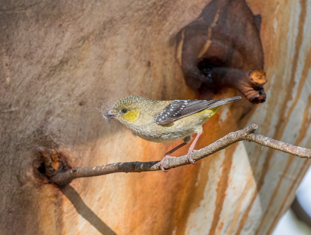 Forty-spotted Pardalote - ML645957248