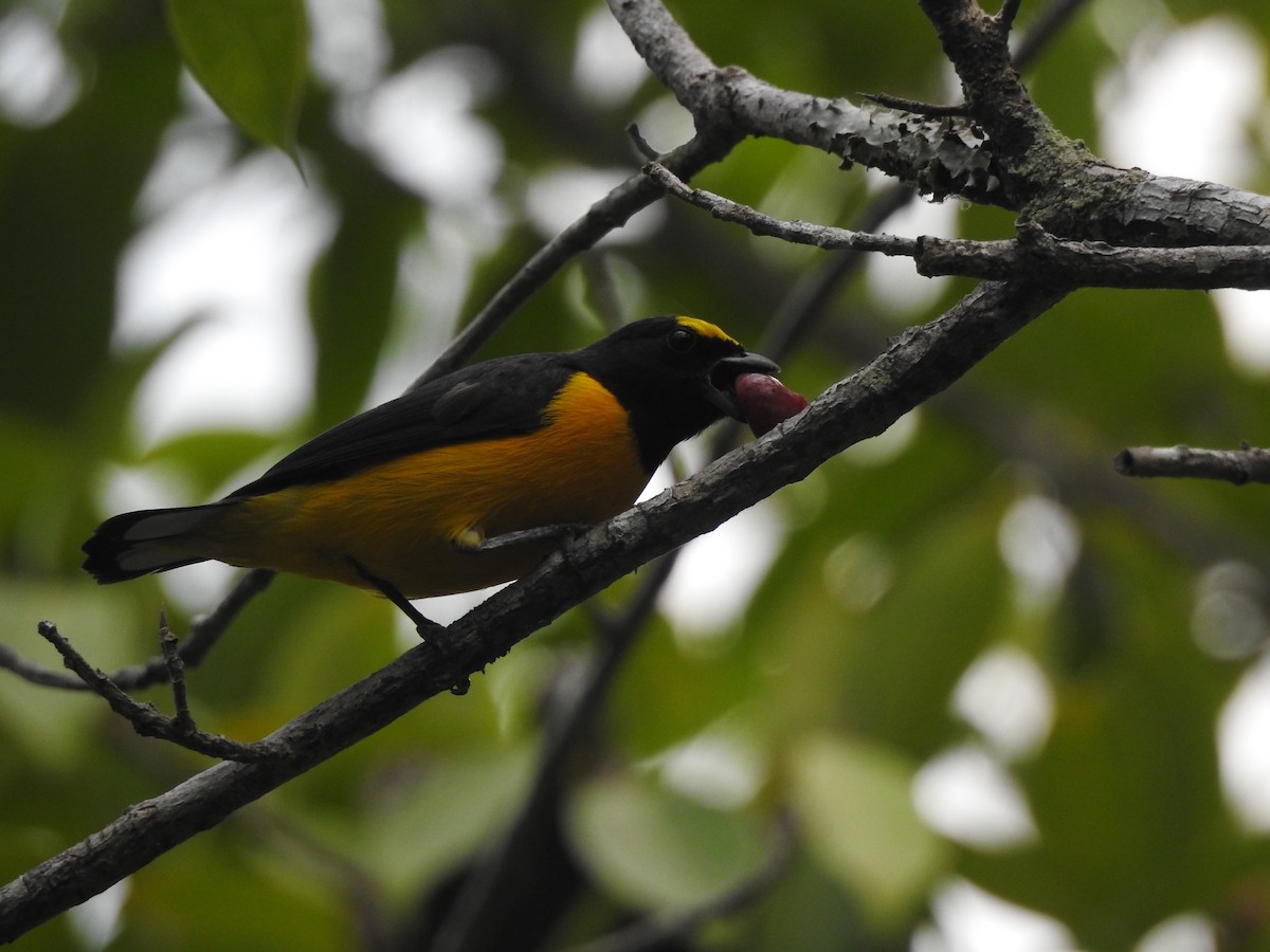 Scrub Euphonia - ML645957254