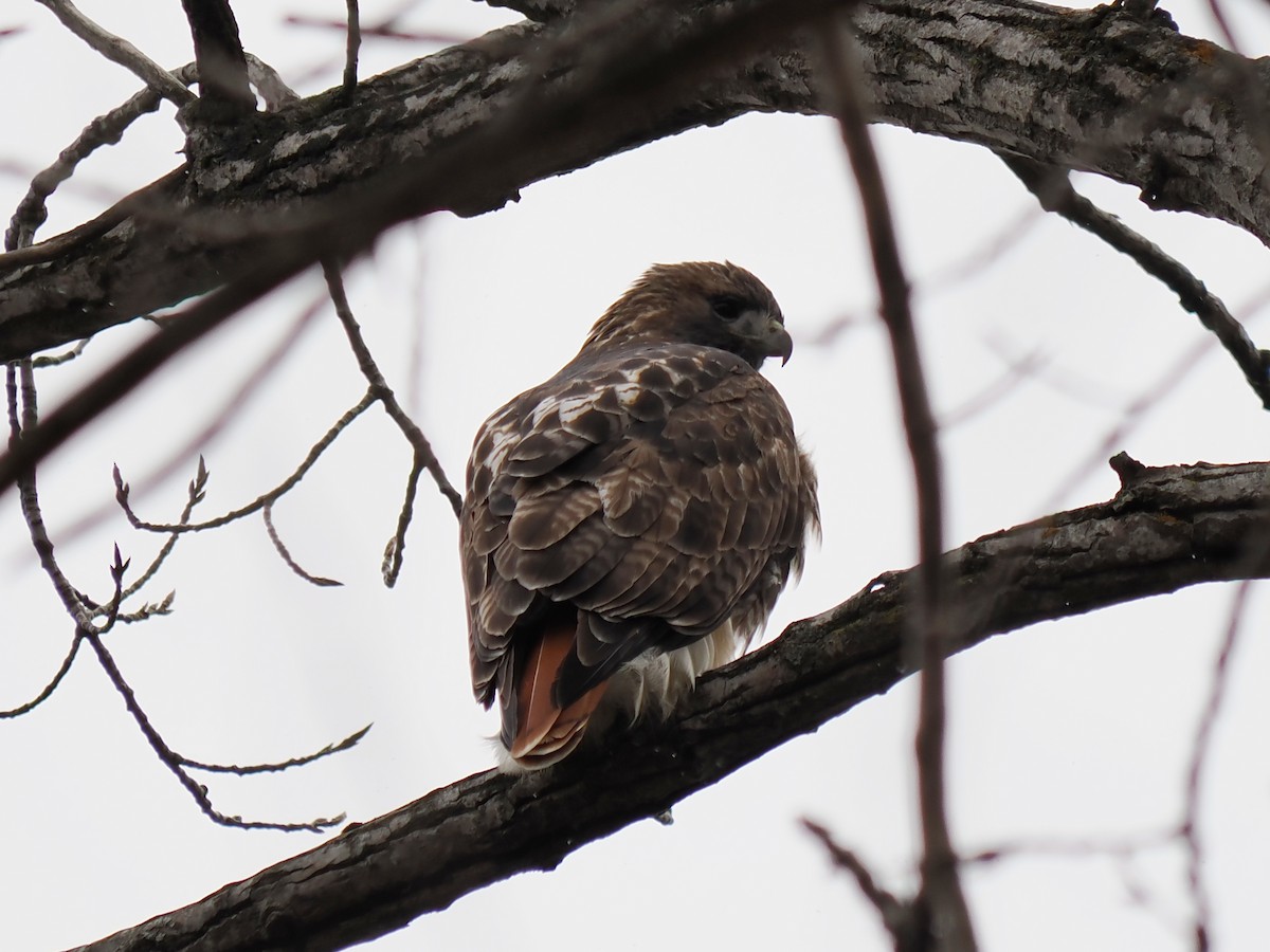 Red-tailed Hawk - ML645957255