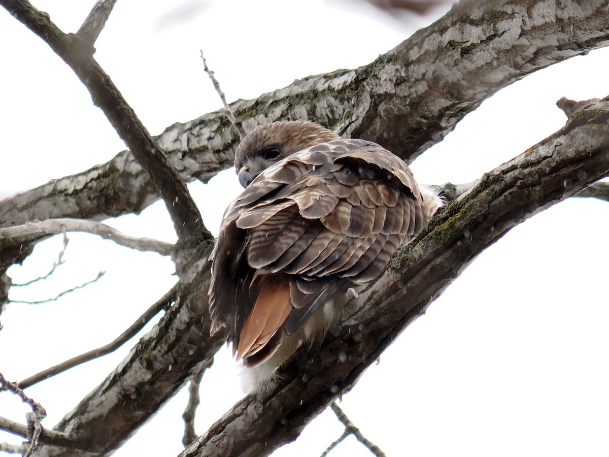 Red-tailed Hawk - ML645957256