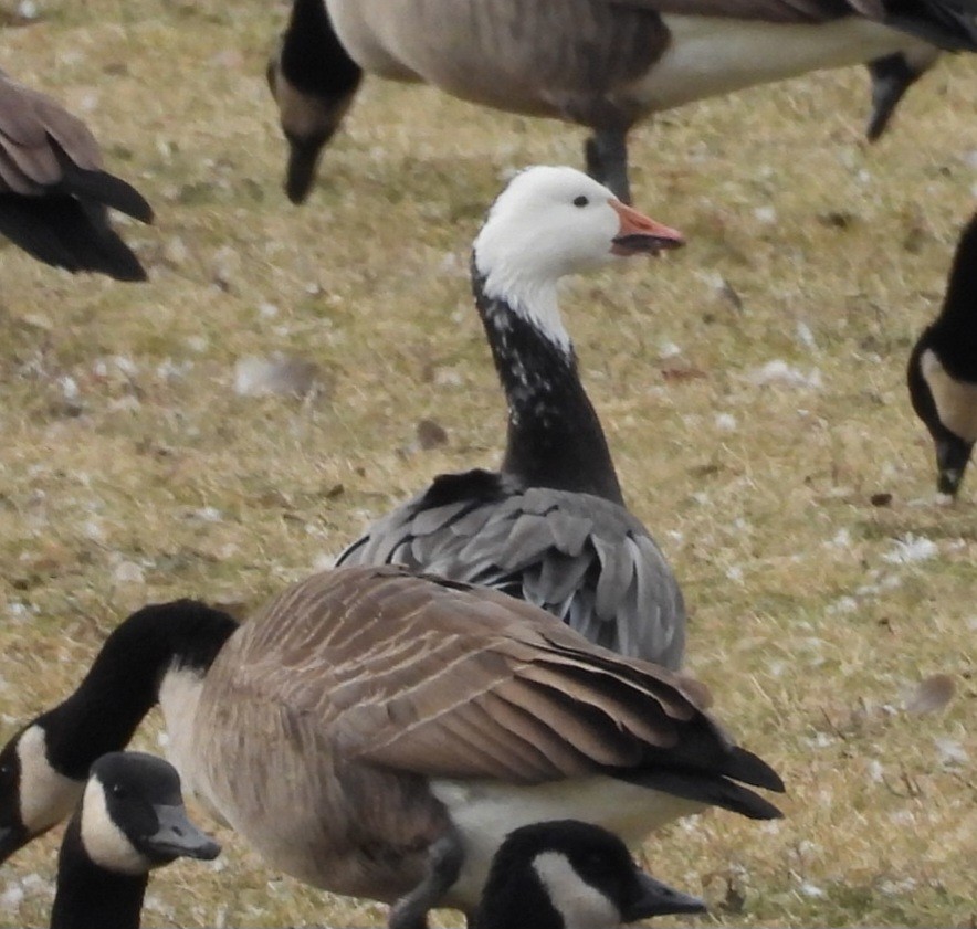 Snow Goose - ML645957260
