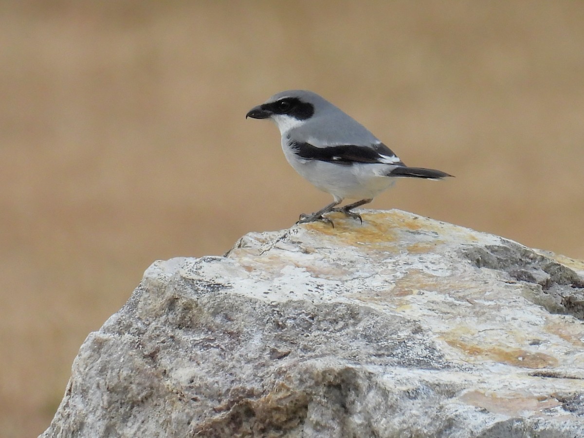 Loggerhead Shrike - ML645957261