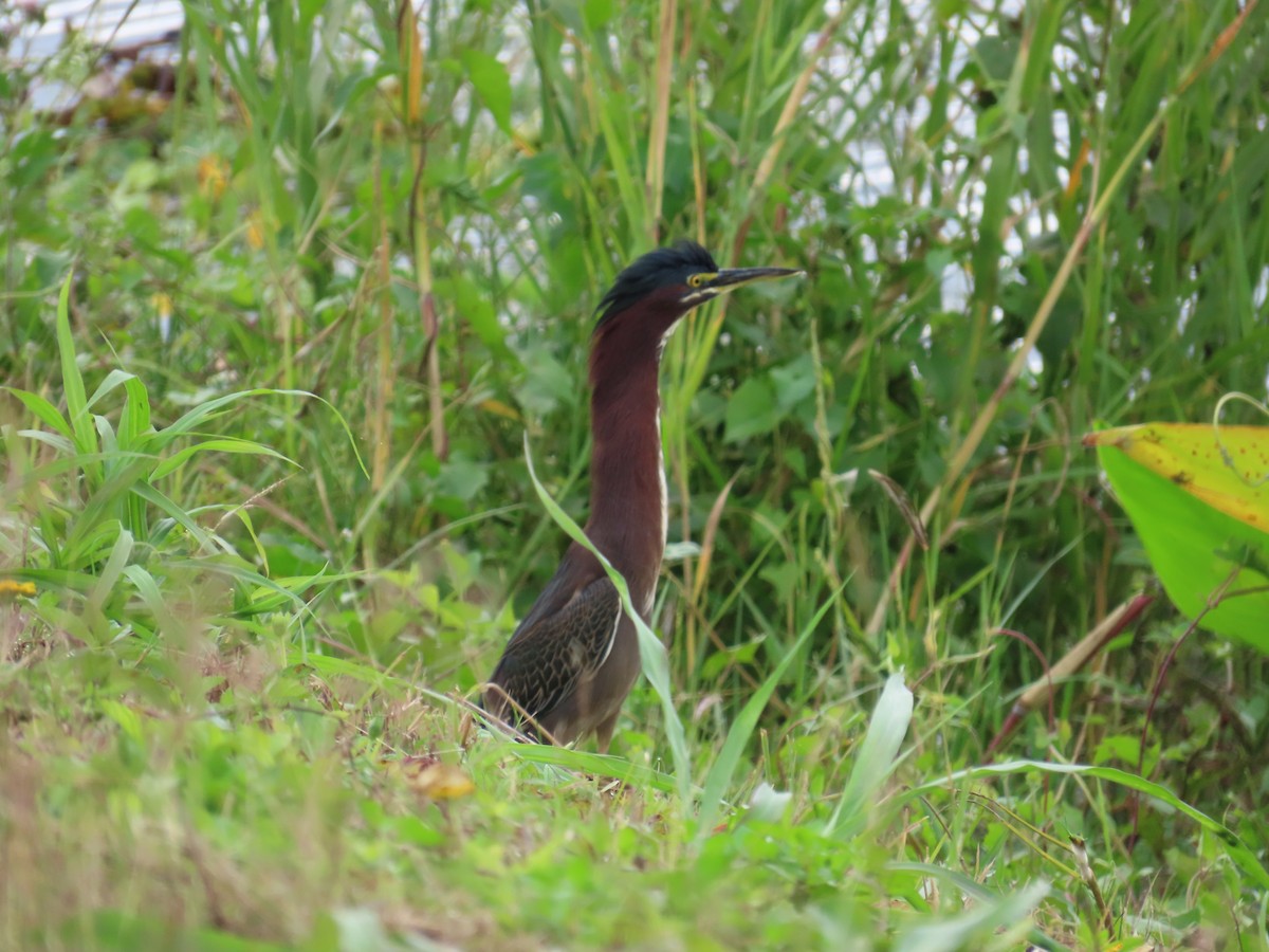 Green Heron - ML645957262