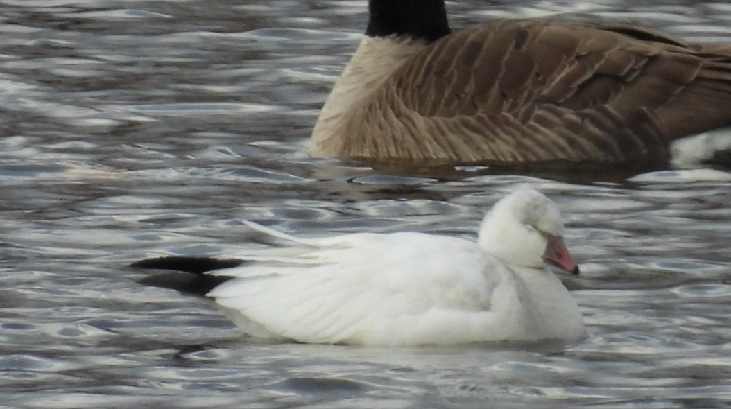 Ross's Goose - ML645957264