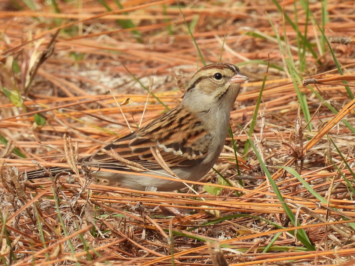 Chipping Sparrow - ML645957265