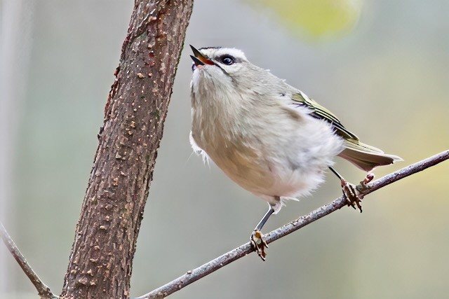 Erregetxo amerikarra - ML645957267