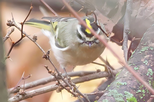 Erregetxo amerikarra - ML645957268