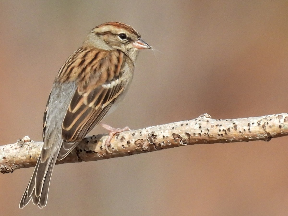 Chipping Sparrow - ML645957271