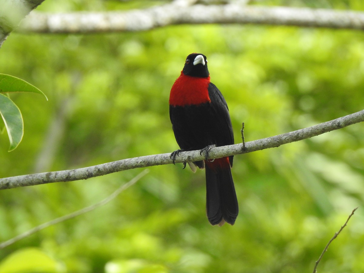 Crimson-collared Tanager - ML645957273