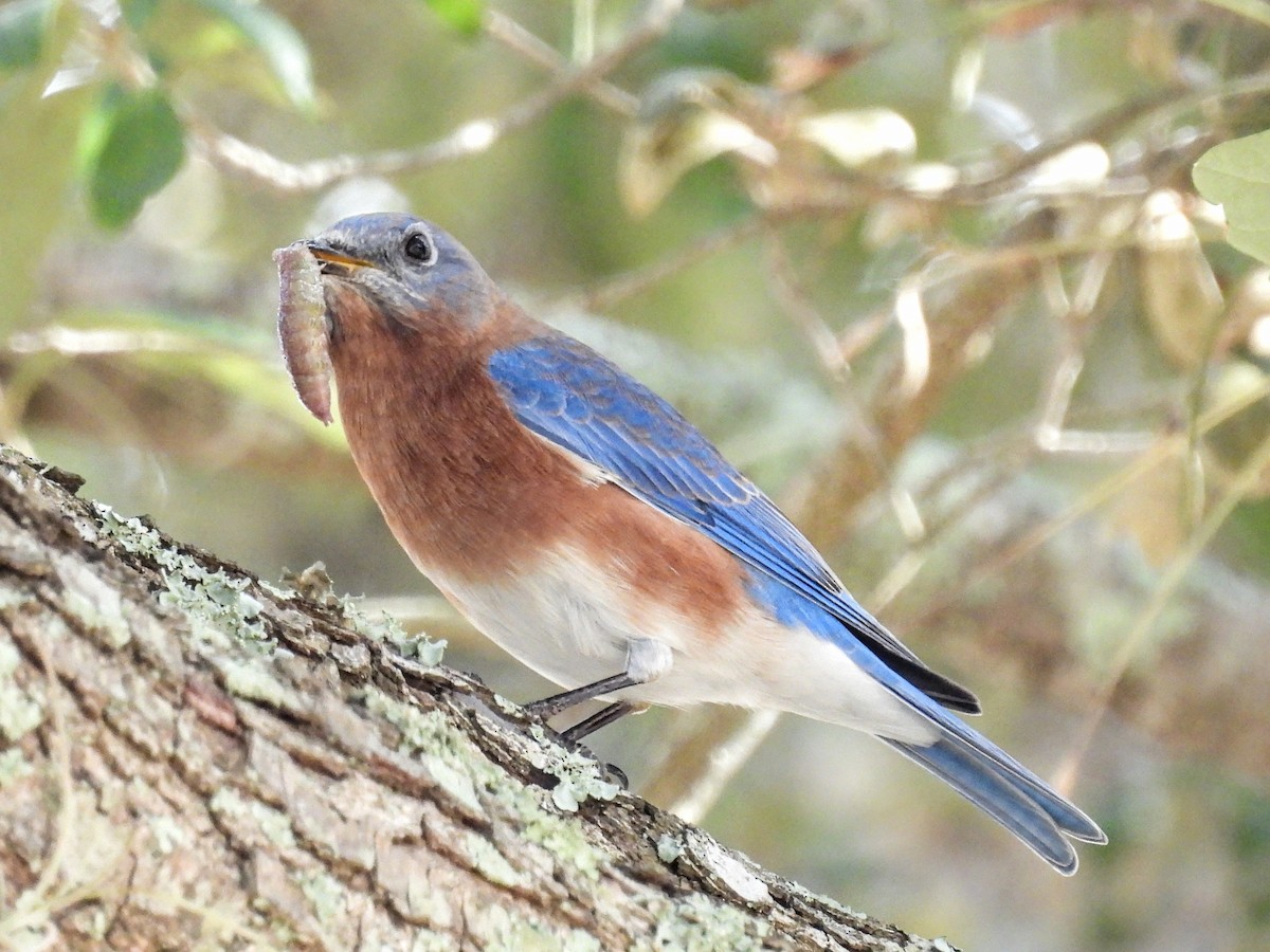 Eastern Bluebird - ML645957275
