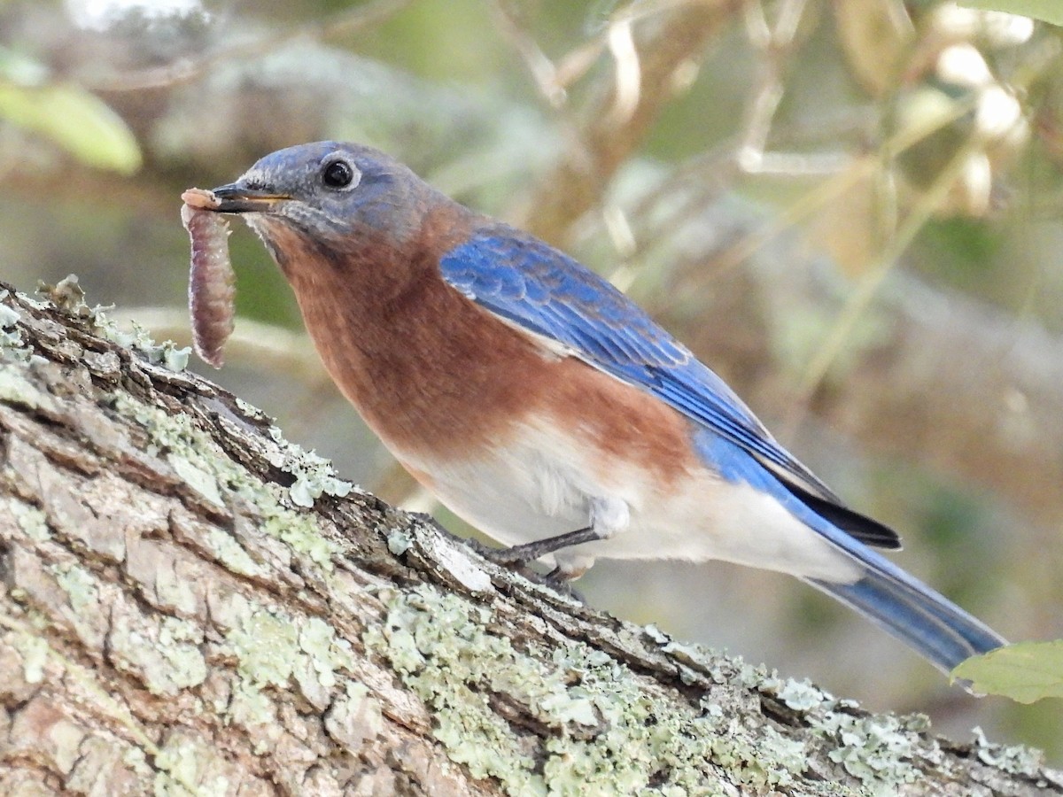 Eastern Bluebird - ML645957276