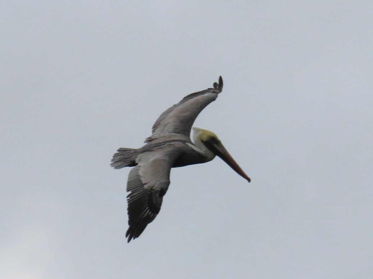 Brown Pelican - ML645957278