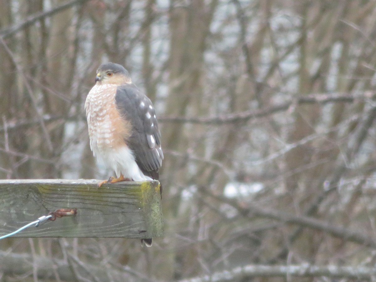Sharp-shinned Hawk - ML645957279
