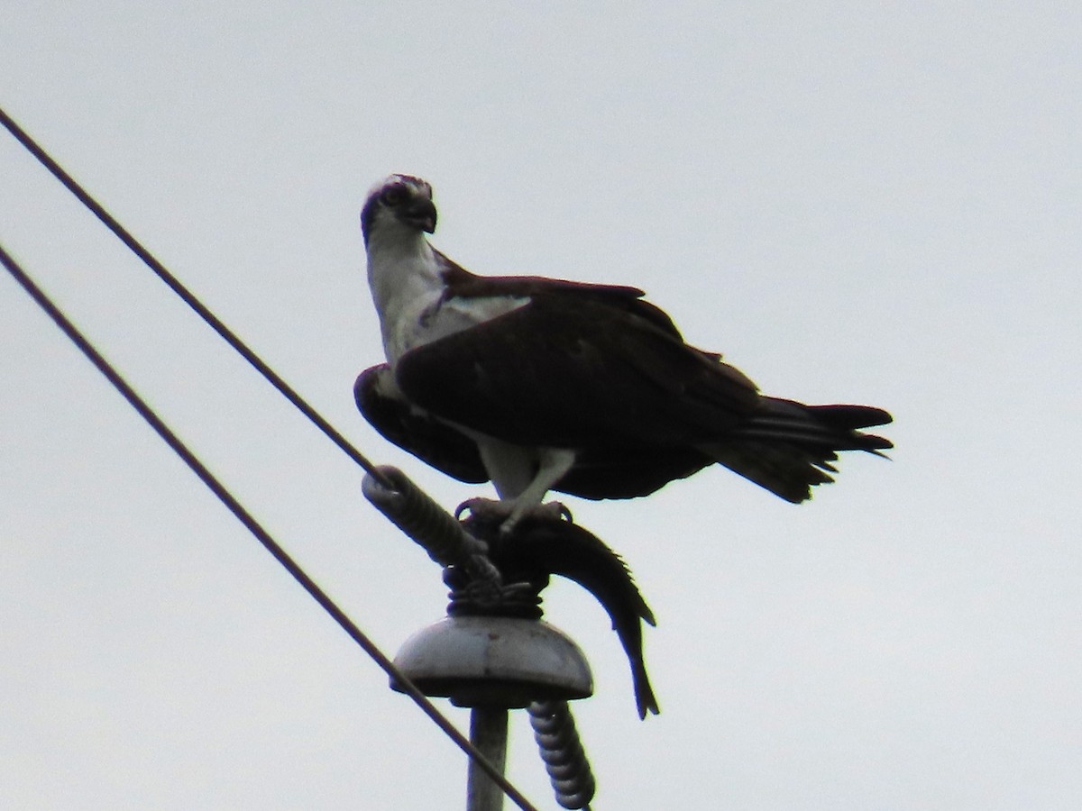 Osprey - ML645957288
