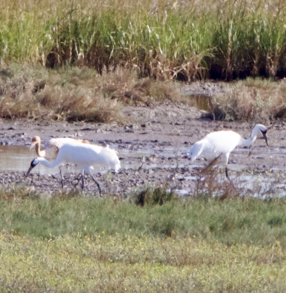 Kurrilo zuria - ML645957297