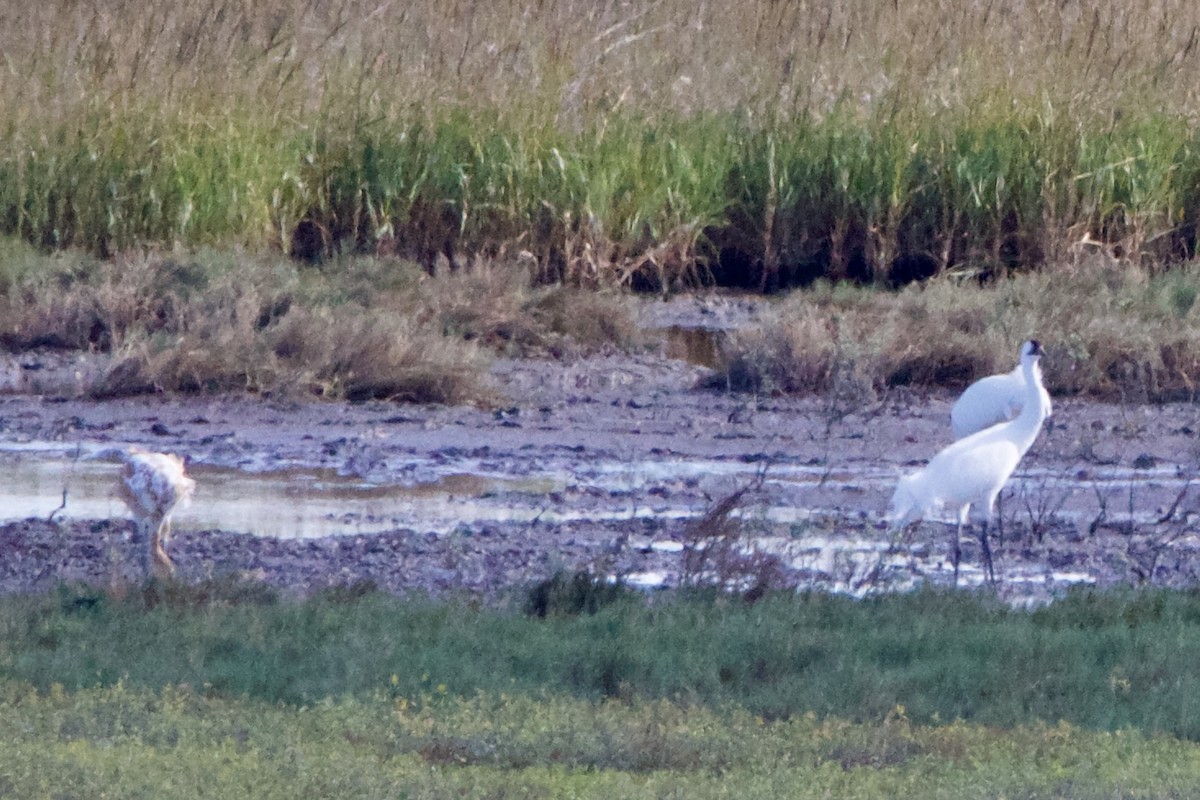 Kurrilo zuria - ML645957298