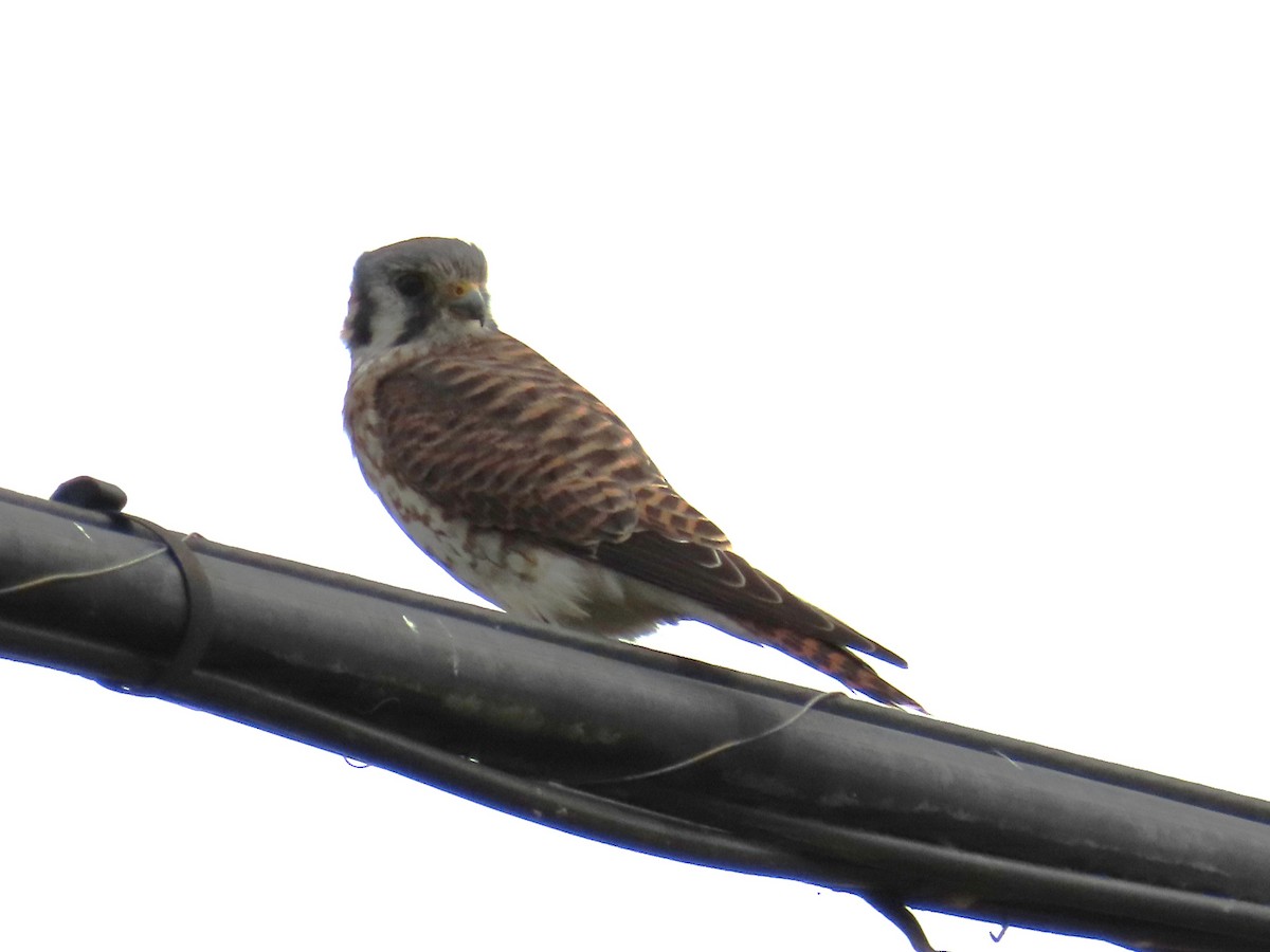 American Kestrel - ML645957300