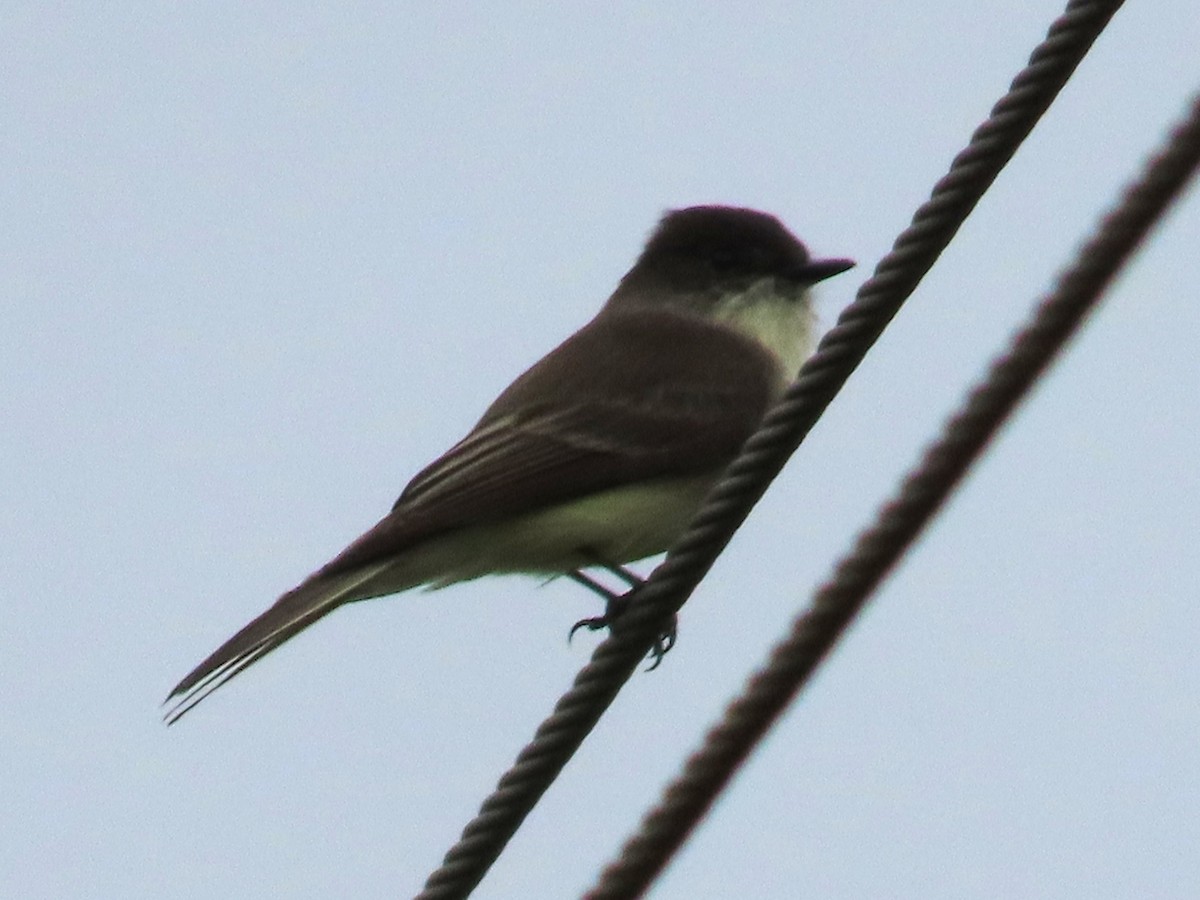 Eastern Phoebe - ML645957305