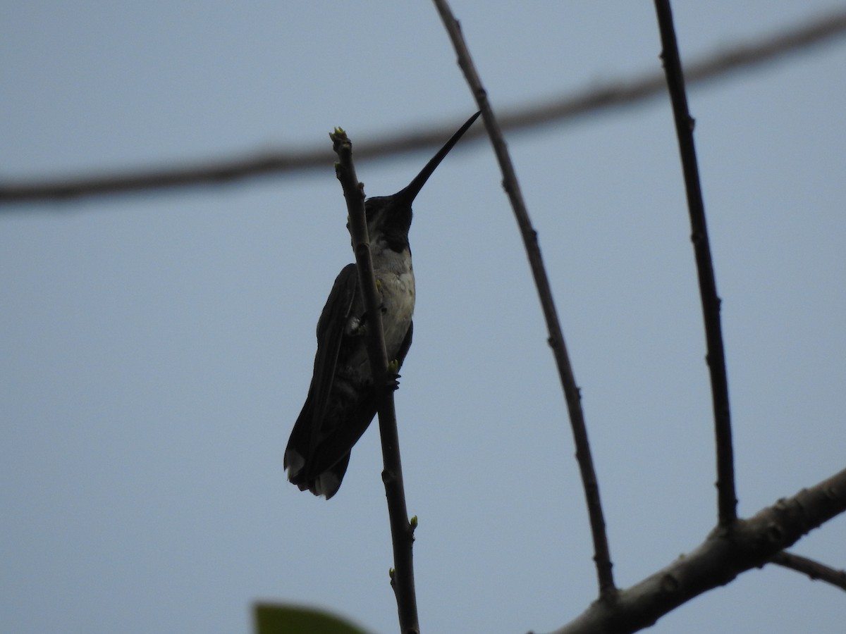 Long-billed Starthroat - ML645957327