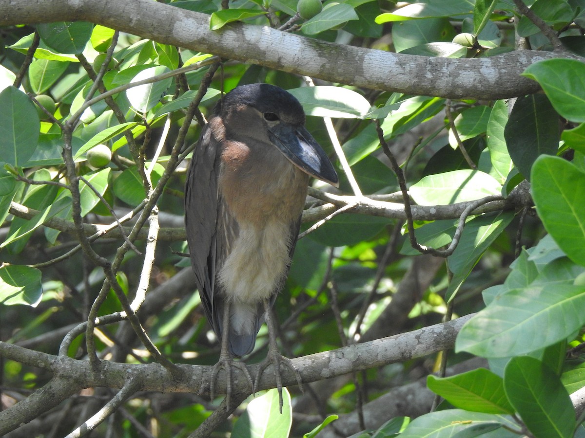 Boat-billed Heron - ML645957328