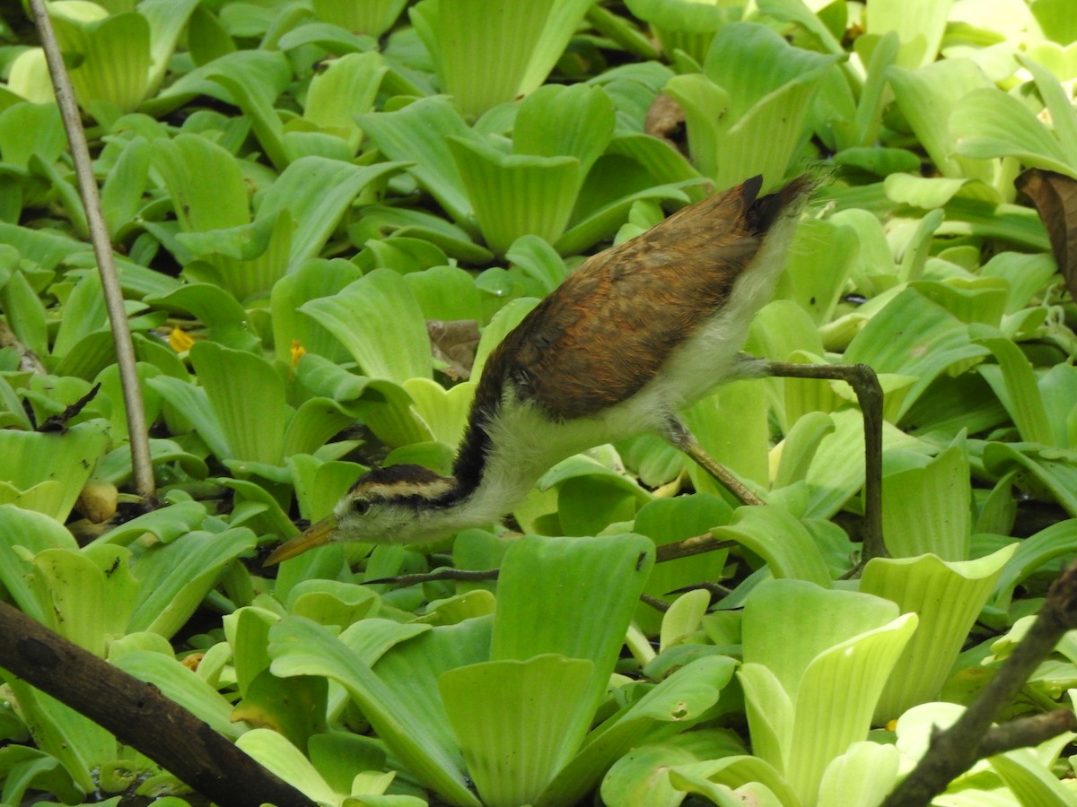 Northern Jacana - ML645957330