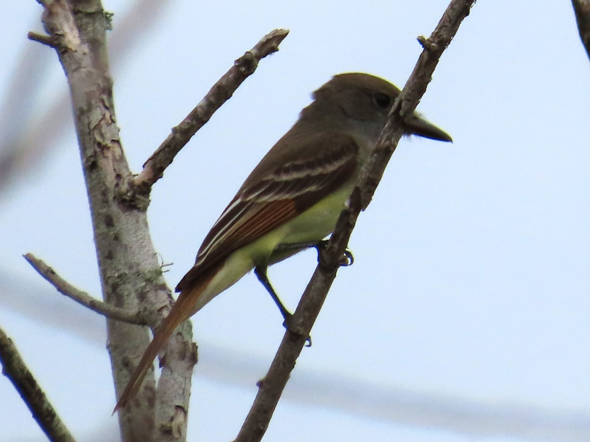 Great Crested Flycatcher - ML645957331