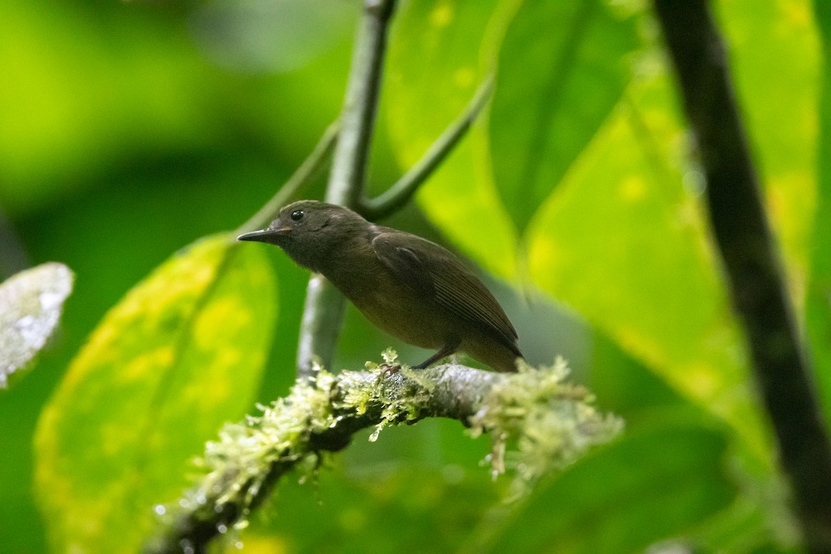 Pipromorphe roussâtre - ML645957334