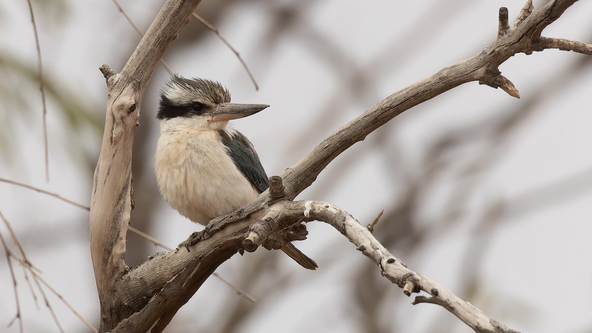 Kırmızı Belli Yalıçapkını - ML645957336