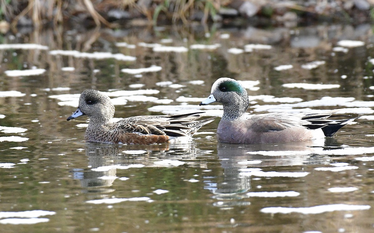 American Wigeon - ML645957337