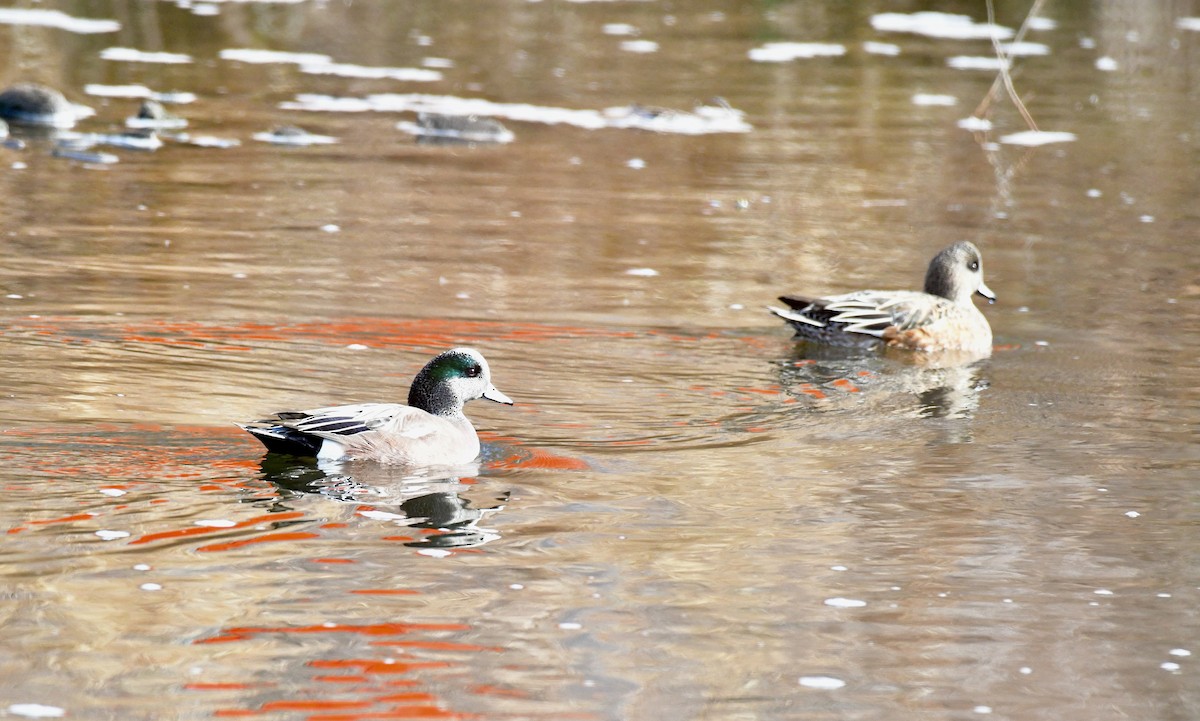 American Wigeon - ML645957338