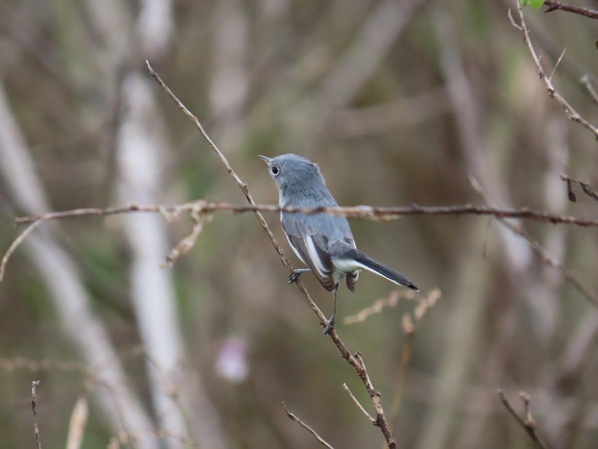 Blue-gray Gnatcatcher - ML645957346