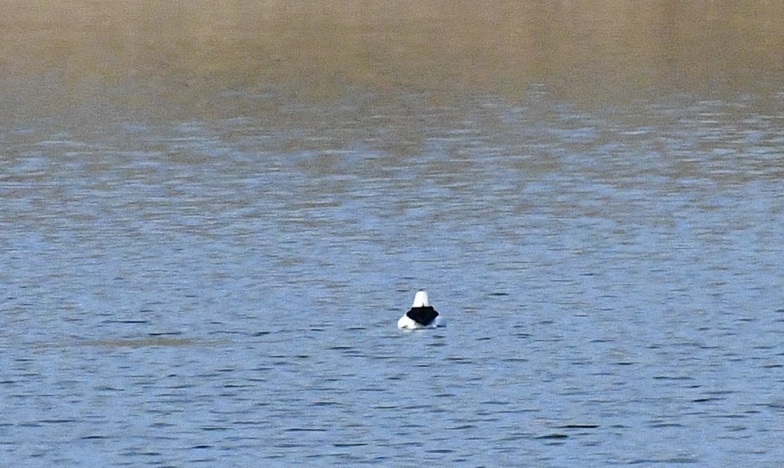 Bufflehead - ML645957348