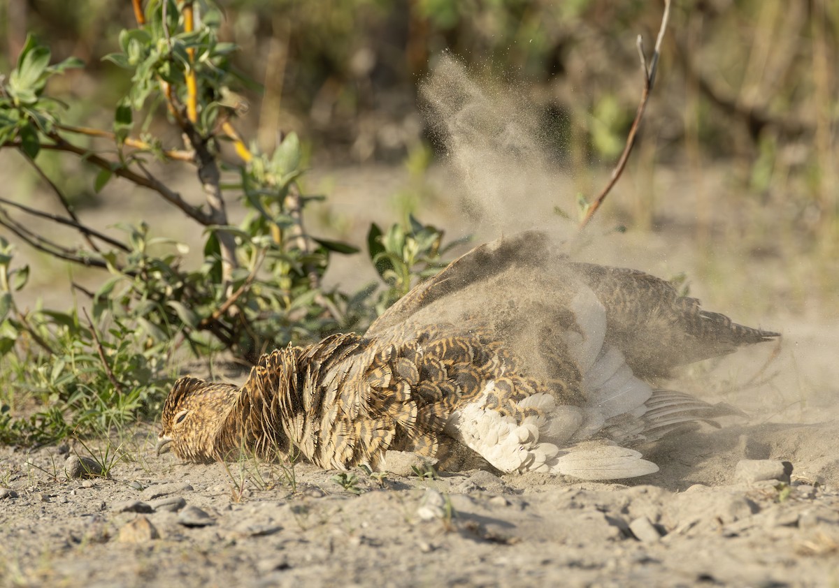 Lagopède des saules - ML645957352