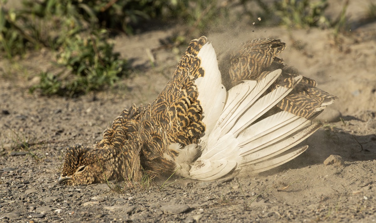 Lagopède des saules - ML645957359