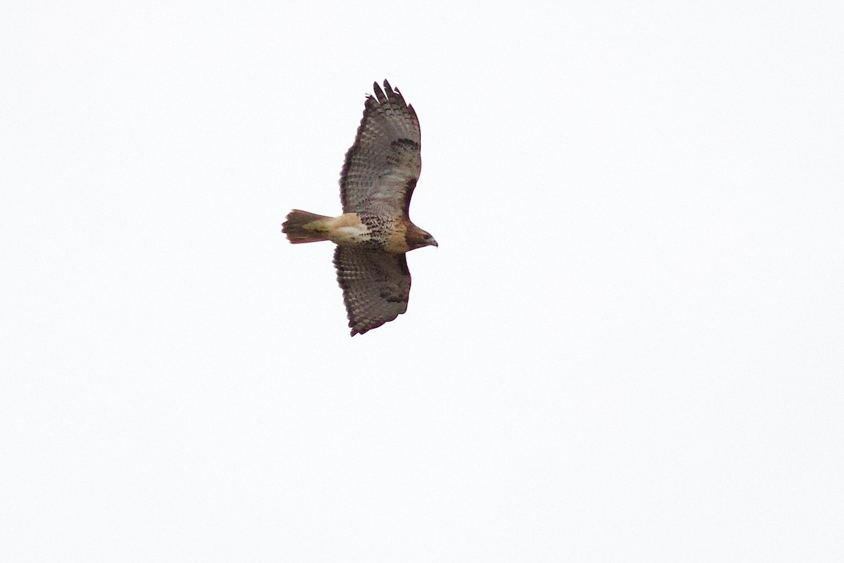 Red-tailed Hawk (abieticola) - ML645957360