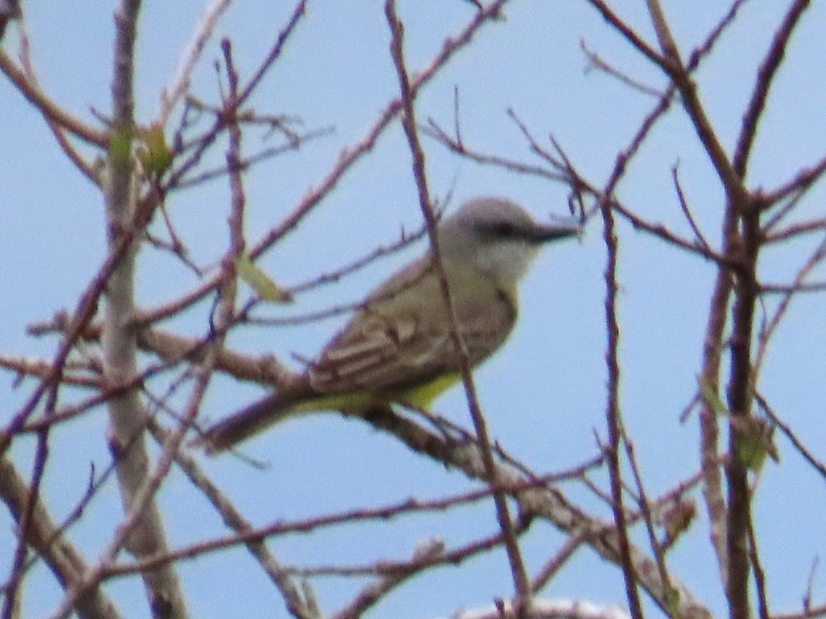 Tropical Kingbird - ML645957361