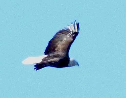 Bald Eagle - ML645957364