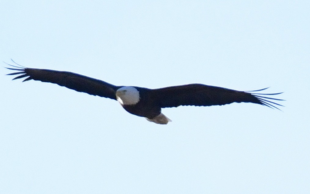 Bald Eagle - ML645957365