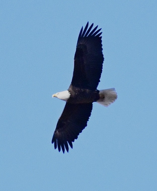 Bald Eagle - ML645957366