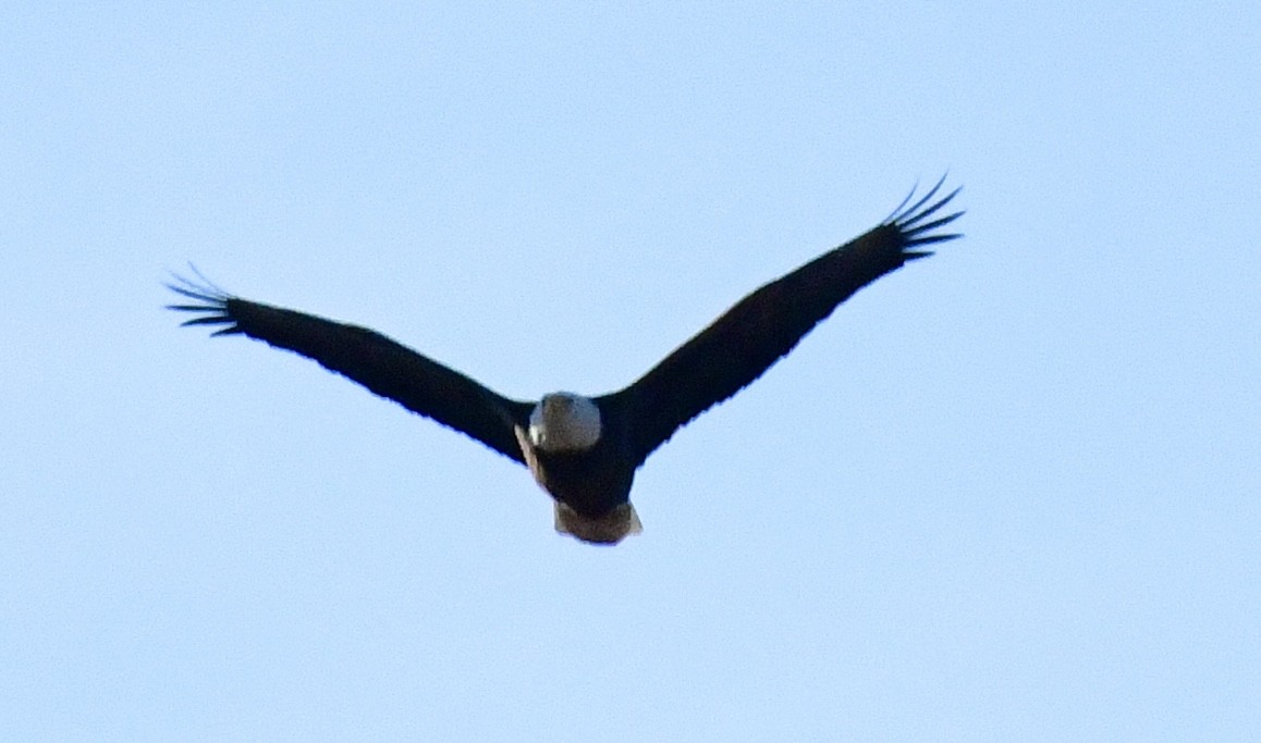 Bald Eagle - ML645957367