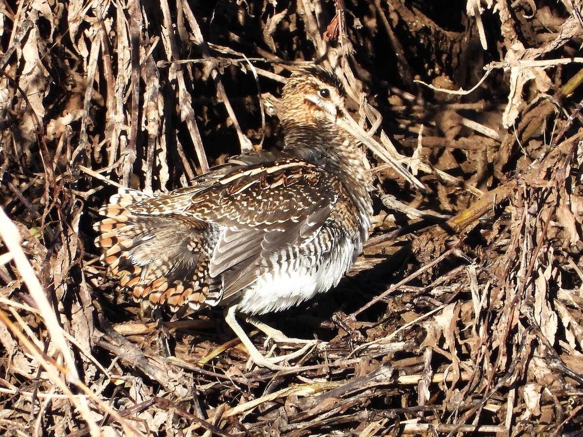 Agachadiza Común - ML645957369