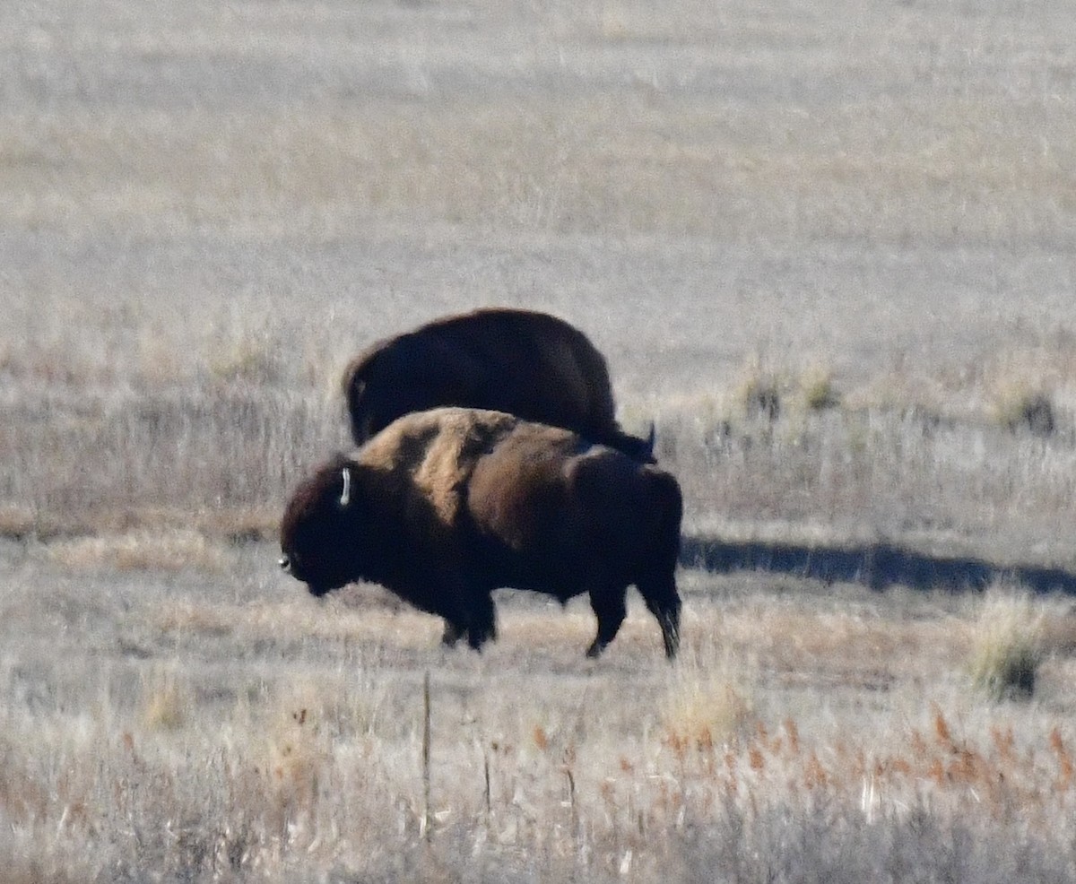 Animals - ML645957371