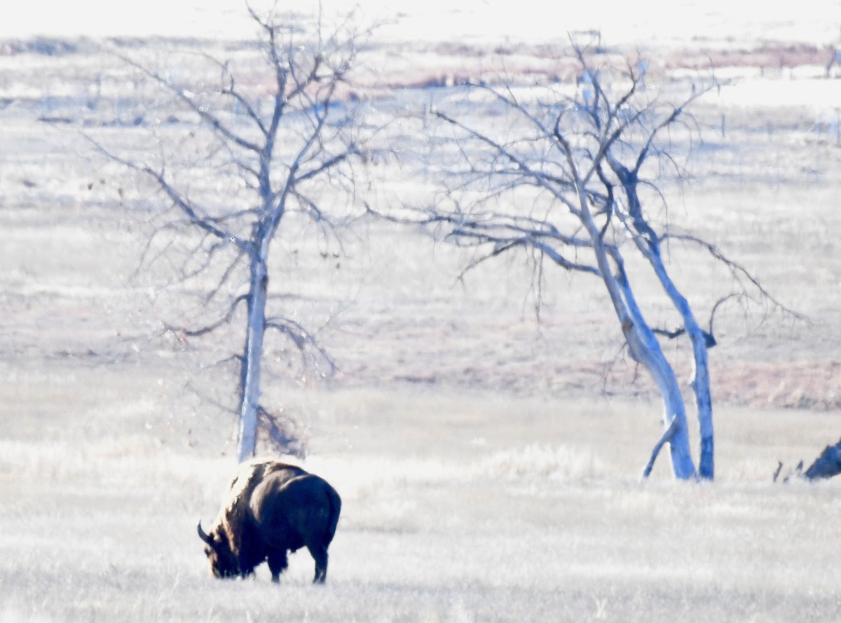 Animals - ML645957372