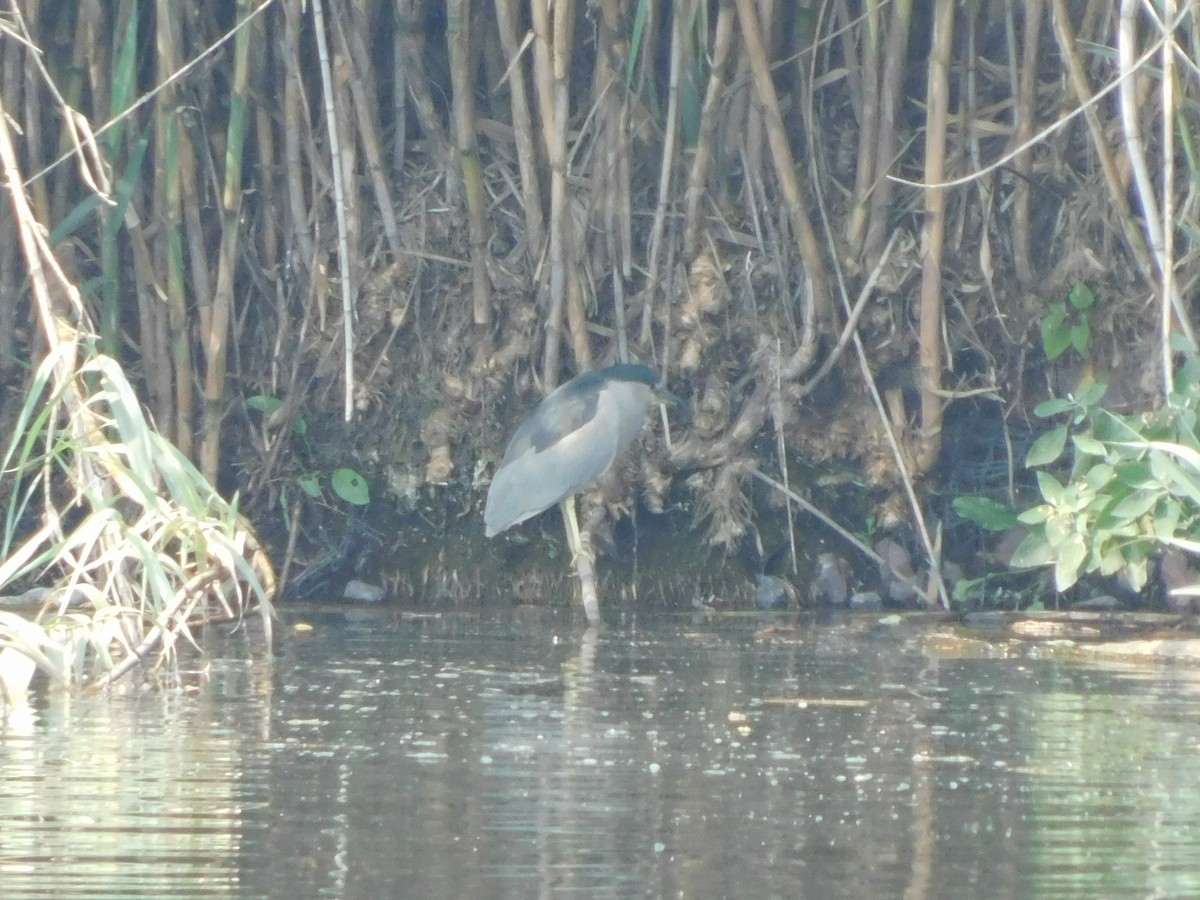 kvakoš noční - ML645957373