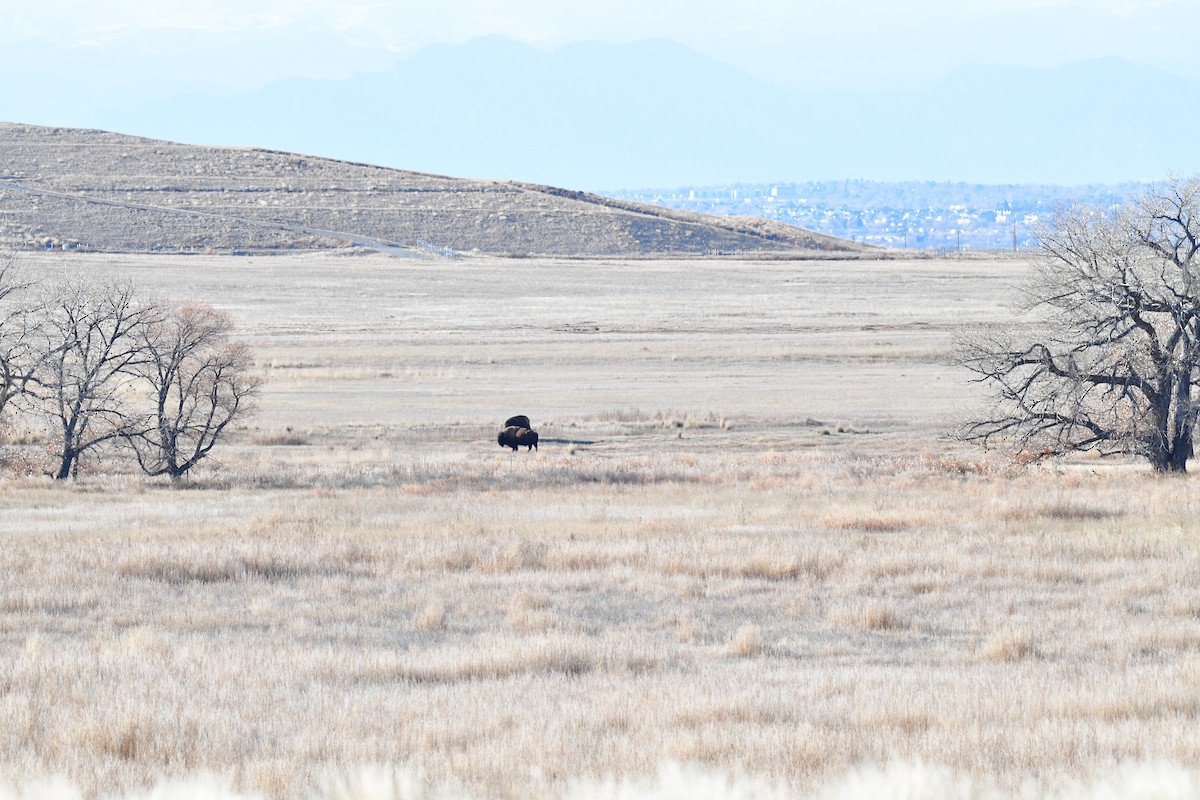 Animals - ML645957374